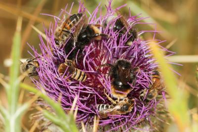 Abeilles Apoidea Latreille, 1802