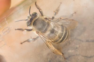 Anthophore agame Anthophora agama Radoszkowski, 1869