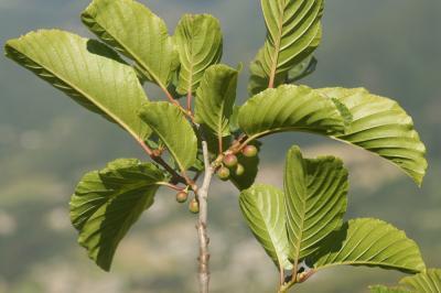 Nerprun des Alpes Rhamnus alpina L., 1753