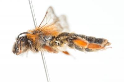  Andrena ferrugineicrus Dours, 1872