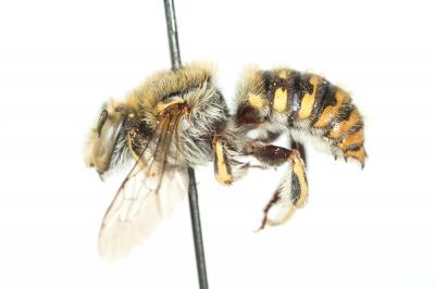  Anthidium cingulatum Latreille, 1809