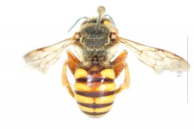  Icteranthidium laterale (Latreille, 1809)