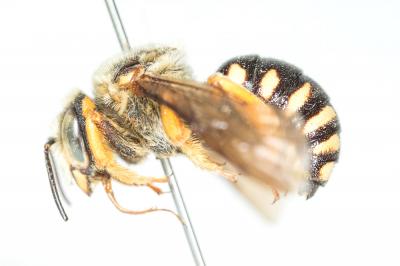  Icteranthidium laterale (Latreille, 1809)