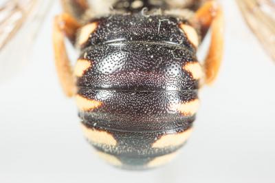  Icteranthidium laterale (Latreille, 1809)