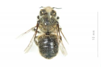  Anthidium montanum Morawitz, 1864