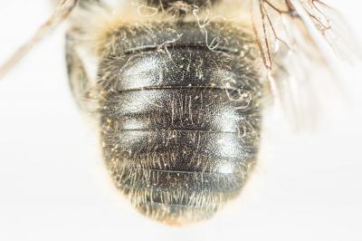  Anthidium montanum Morawitz, 1864