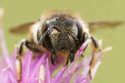  Anthidium septemspinosum Lepeletier, 1841