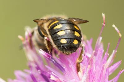  Anthidium septemspinosum Lepeletier, 1841