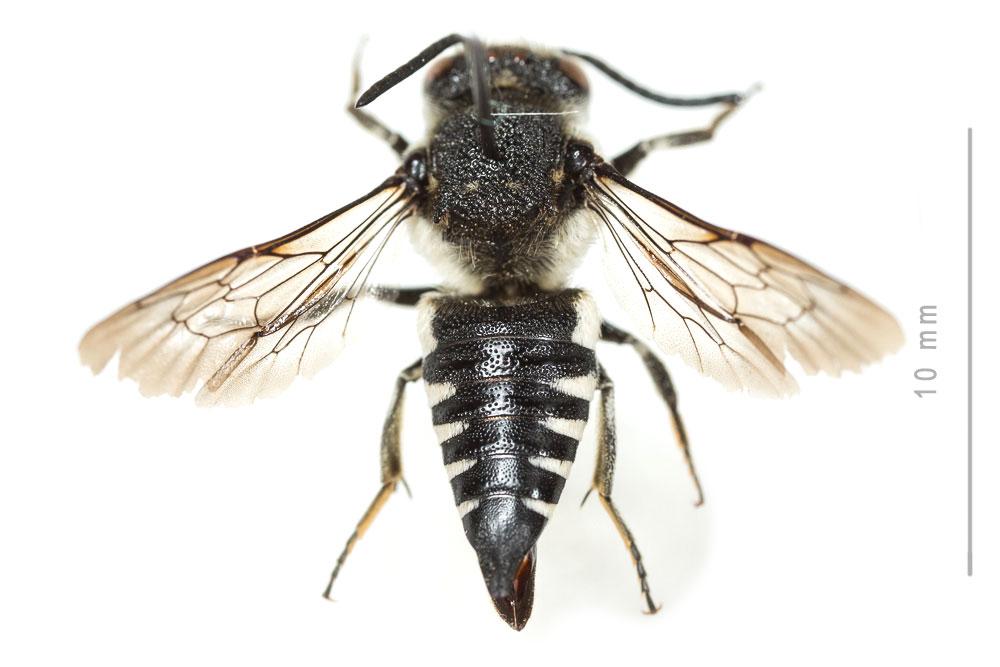 Le  Coelioxys conoidea (Illiger, 1806)