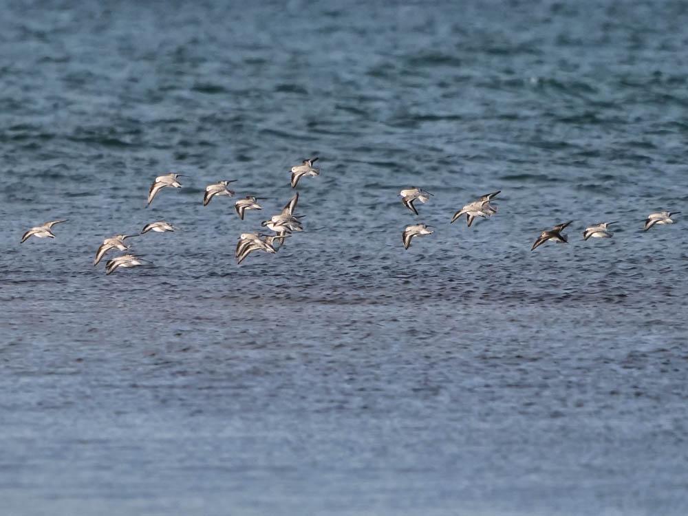 Bécasseau sanderling Calidris alba (Pallas, 1764)