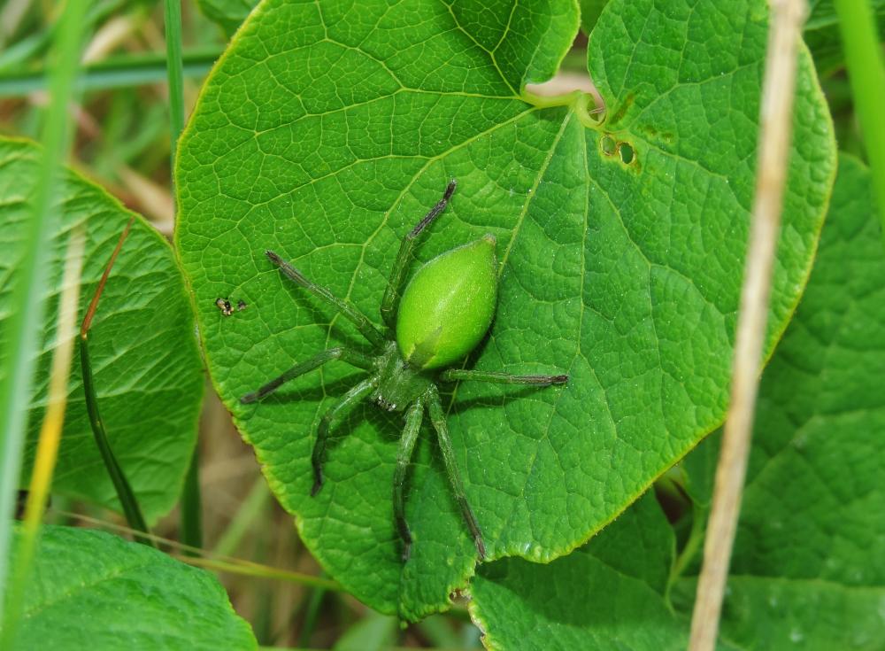 Le Micrommate émeraude Micrommata virescens (Clerck, 1758)