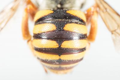  Icteranthidium laterale (Latreille, 1809)