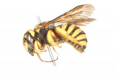  Rhodanthidium caturigense (Giraud, 1863)