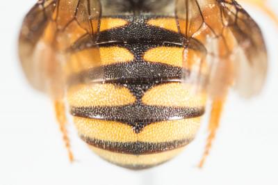  Rhodanthidium caturigense (Giraud, 1863)