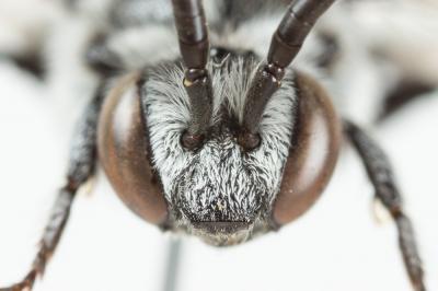 Crocise rameuse Thyreus ramosus (Lepeletier, 1841)