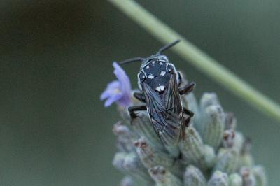 Crocise rameuse Thyreus ramosus (Lepeletier, 1841)