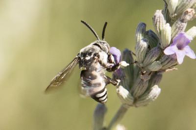 Crocise rameuse Thyreus ramosus (Lepeletier, 1841)