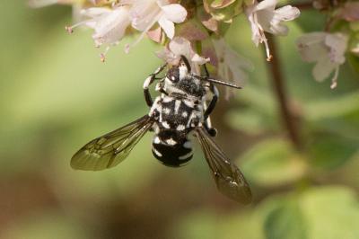 Crocise rameuse Thyreus ramosus (Lepeletier, 1841)