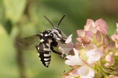 Crocise rameuse Thyreus ramosus (Lepeletier, 1841)