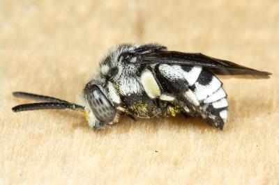 Crocise rameuse Thyreus ramosus (Lepeletier, 1841)