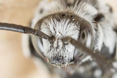 Crocise rameuse Thyreus ramosus (Lepeletier, 1841)