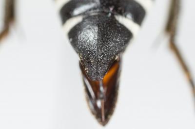  Coelioxys conoidea (Illiger, 1806)