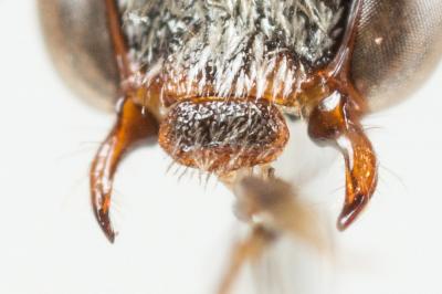  Nomada atroscutellaris Strand, 1921