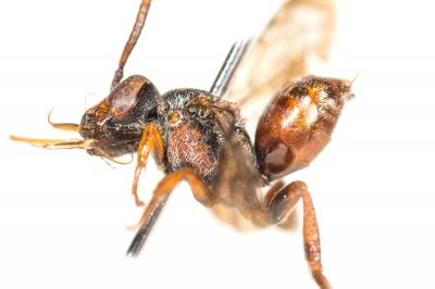  Nomada argentata Herrich-Schäffer, 1839