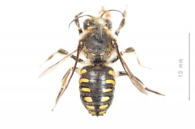  Anthidium septemspinosum Lepeletier, 1841