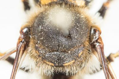  Anthidium septemspinosum Lepeletier, 1841