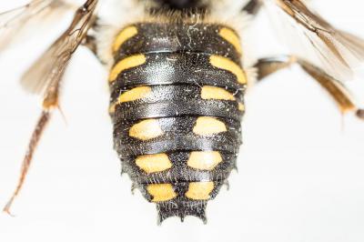  Anthidium septemspinosum Lepeletier, 1841