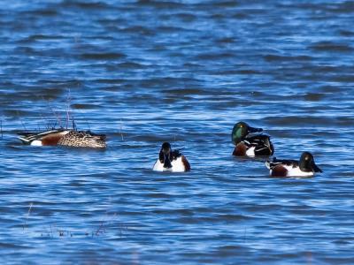 Canard souchet Spatula clypeata (Linnaeus, 1758)