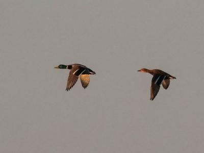 Canard colvert Anas platyrhynchos Linnaeus, 1758