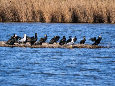 Grand Cormoran Phalacrocorax carbo (Linnaeus, 1758)