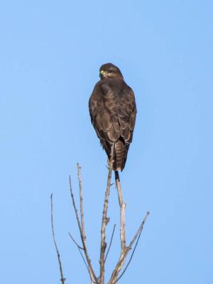 Buse variable Buteo buteo (Linnaeus, 1758)