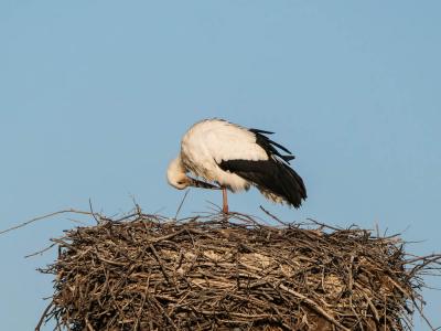 Cigogne blanche Ciconia ciconia (Linnaeus, 1758)