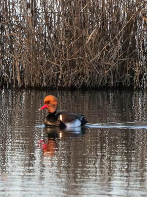 Nette rousse Netta rufina (Pallas, 1773)