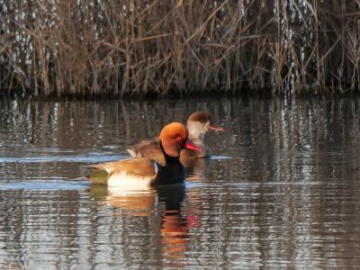 Nette rousse Netta rufina (Pallas, 1773)