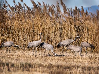 Grue cendrée Grus grus (Linnaeus, 1758)