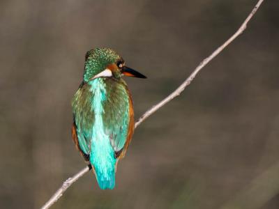 Martin-pêcheur d'Europe Alcedo atthis (Linnaeus, 1758)