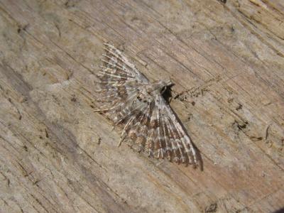  Alucita hexadactyla (Linnaeus, 1758)