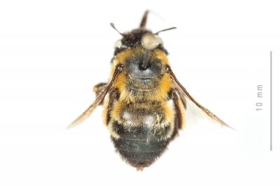 Anthophore de Sichel Anthophora sichelii Radoszkowski, 1869