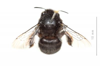 Anthophore obtuse Anthophora retusa (Linnaeus, 1758)