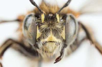 Anthophore obtuse Anthophora retusa (Linnaeus, 1758)