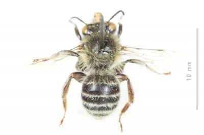 Anthophore rusée Anthophora quadrimaculata (Panzer, 1798)