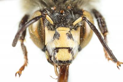 Anthophore rusée Anthophora quadrimaculata (Panzer, 1798)