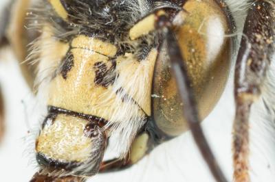 Anthophore rusée Anthophora quadrimaculata (Panzer, 1798)