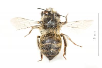 Anthophore rusée Anthophora quadrimaculata (Panzer, 1798)