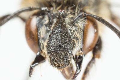 Anthophore rusée Anthophora quadrimaculata (Panzer, 1798)