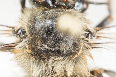 Anthophore rusée Anthophora quadrimaculata (Panzer, 1798)